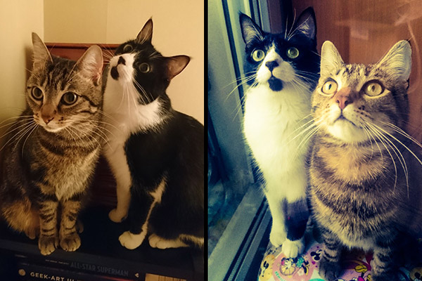 Nous sommes des artistes françaises,<br/>Nous sommes soeurs,<br/>Nous sommes des chats !